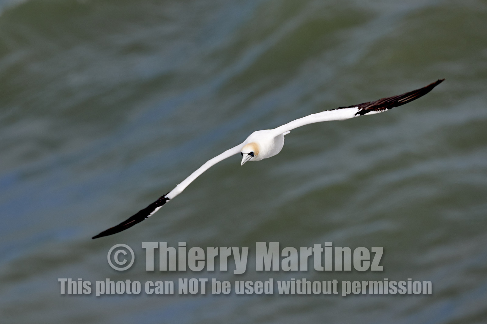 18_029061  ©ThMartinez Sea&Co.  MURIWAI BEACH - NORTH ISLAND. NEW ZEALAND . 11 March  2018. .Gannet ..