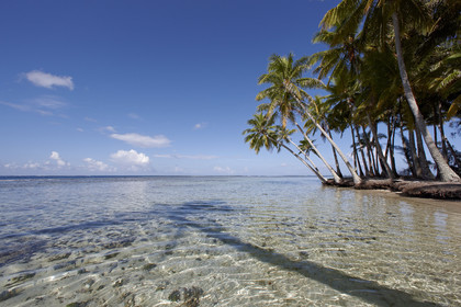 15_024817  ©ThMartinez Sea&Co.  RAIATEA - ILES SOUS LE VENT. POLYNESIE FRANCAISE .  2 Février 2015. ..