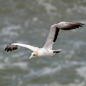 18_029137  ©ThMartinez Sea&Co.  MURIWAI BEACH - NORTH ISLAND. NEW ZEALAND . 11 March  2018. .Gannet ..