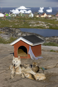 Schooner LA LOUISE sailing on west coast of Greenland.