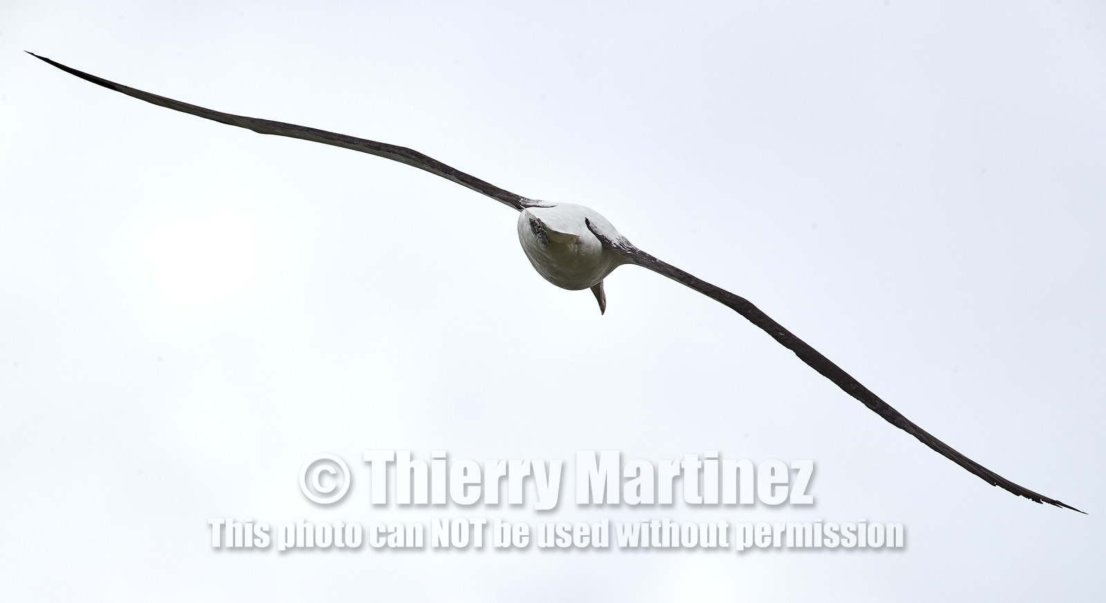 18_025150-Royal Alabtros