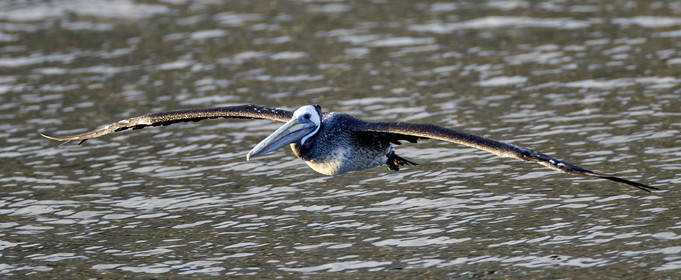 THM-18_043429_ZAPALLAR