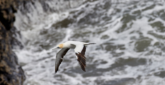 18_029117  ©ThMartinez Sea&Co.  MURIWAI BEACH - NORTH ISLAND. NEW ZEALAND . 11 March  2018. .Gannet ..