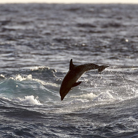 THM-18_039004_RANGIROA