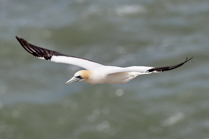 18_029041  ©ThMartinez Sea&Co.  MURIWAI BEACH - NORTH ISLAND. NEW ZEALAND . 11 March  2018. .Gannet ..