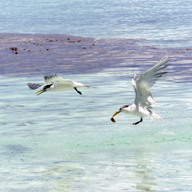 THM-18_040983_FAKARAVA