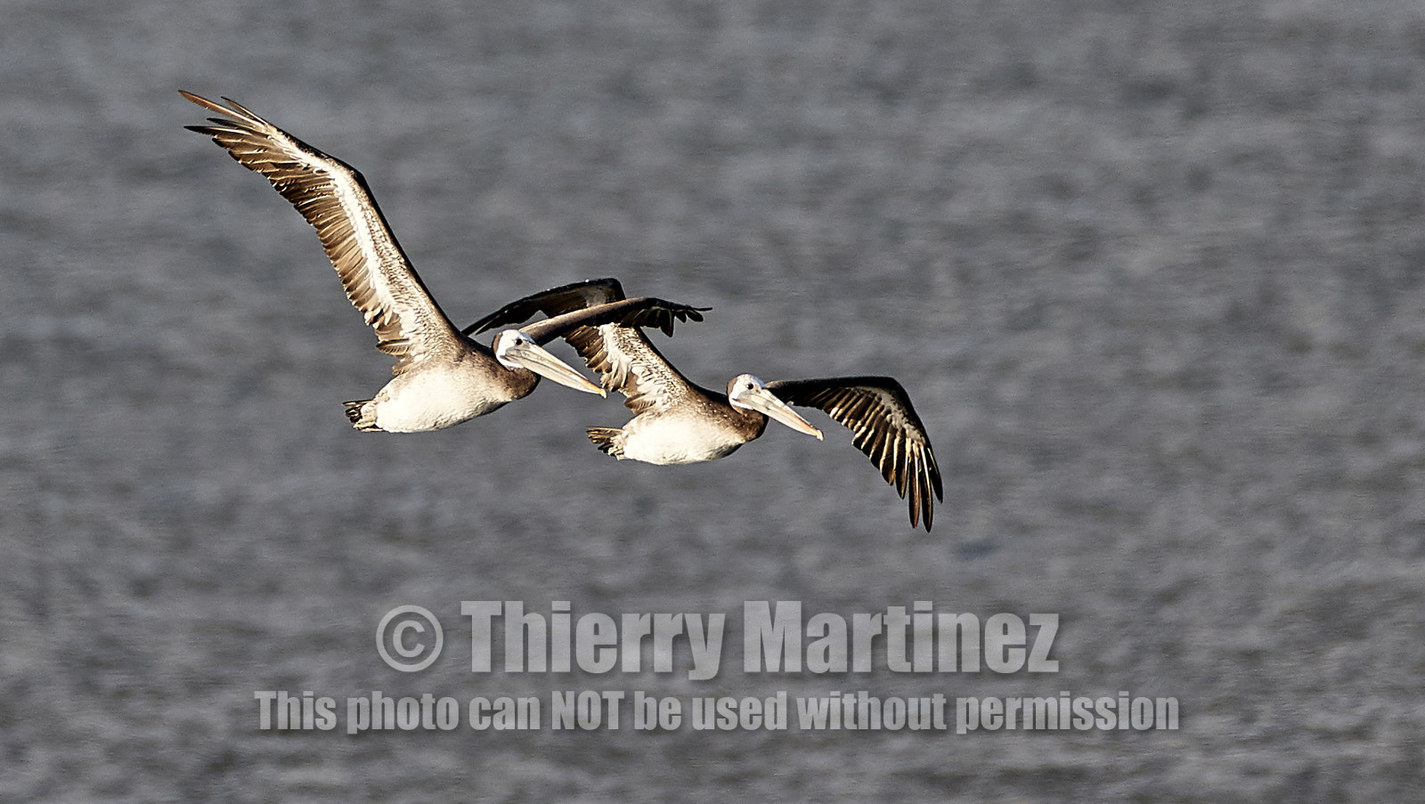 THM-18_043000_ZAPALLAR