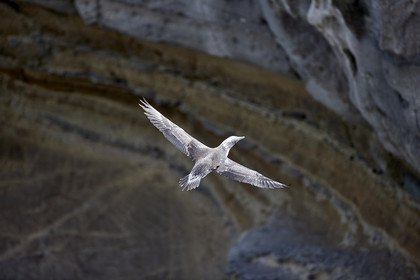 18_030474  ©ThMartinez Sea&Co.  MURIWAI BEACH - NORTH ISLAND. NEW ZEALAND . 11 March  2018. .Gannet ..