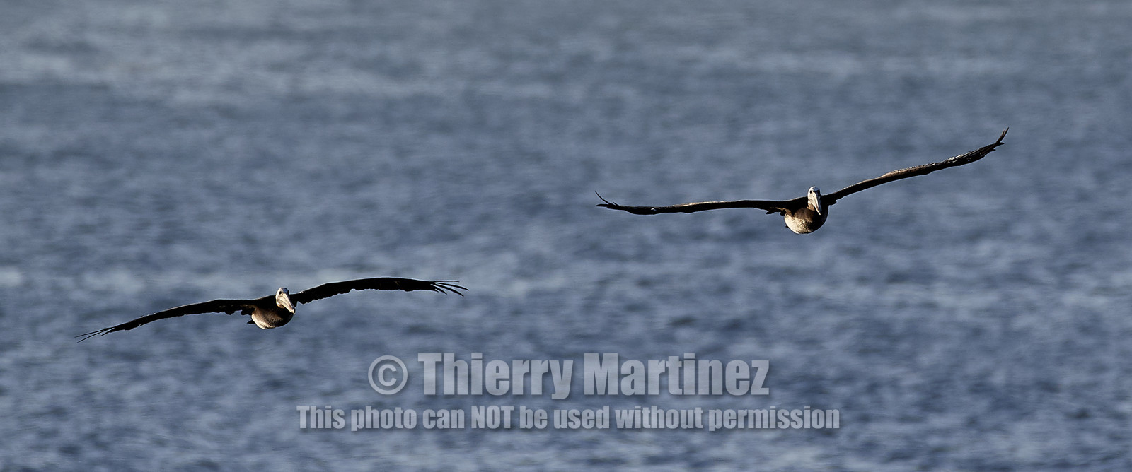 THM-18_043054_ZAPALLAR