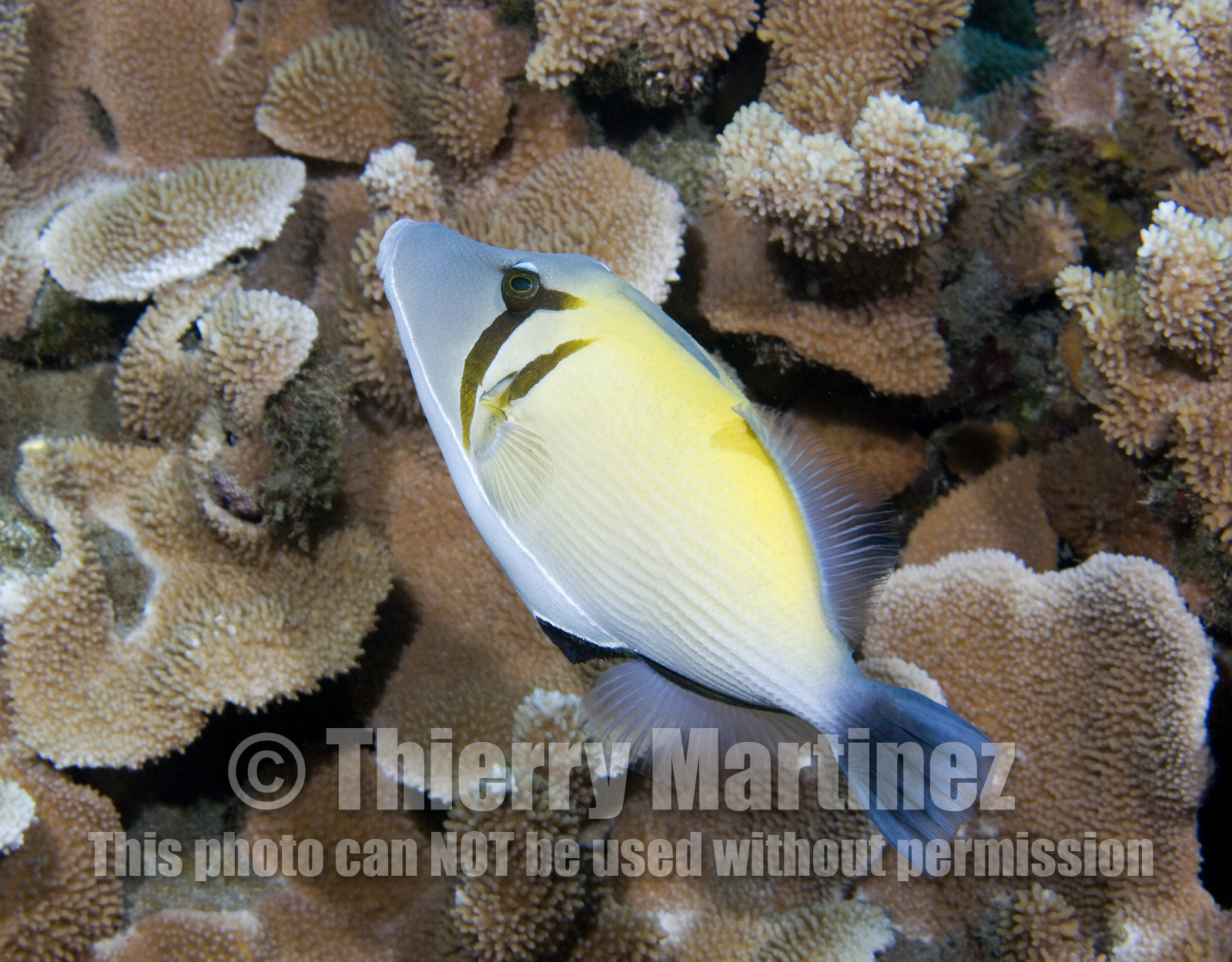 Diving in Maui HAWAII - USA . Jan 2007.