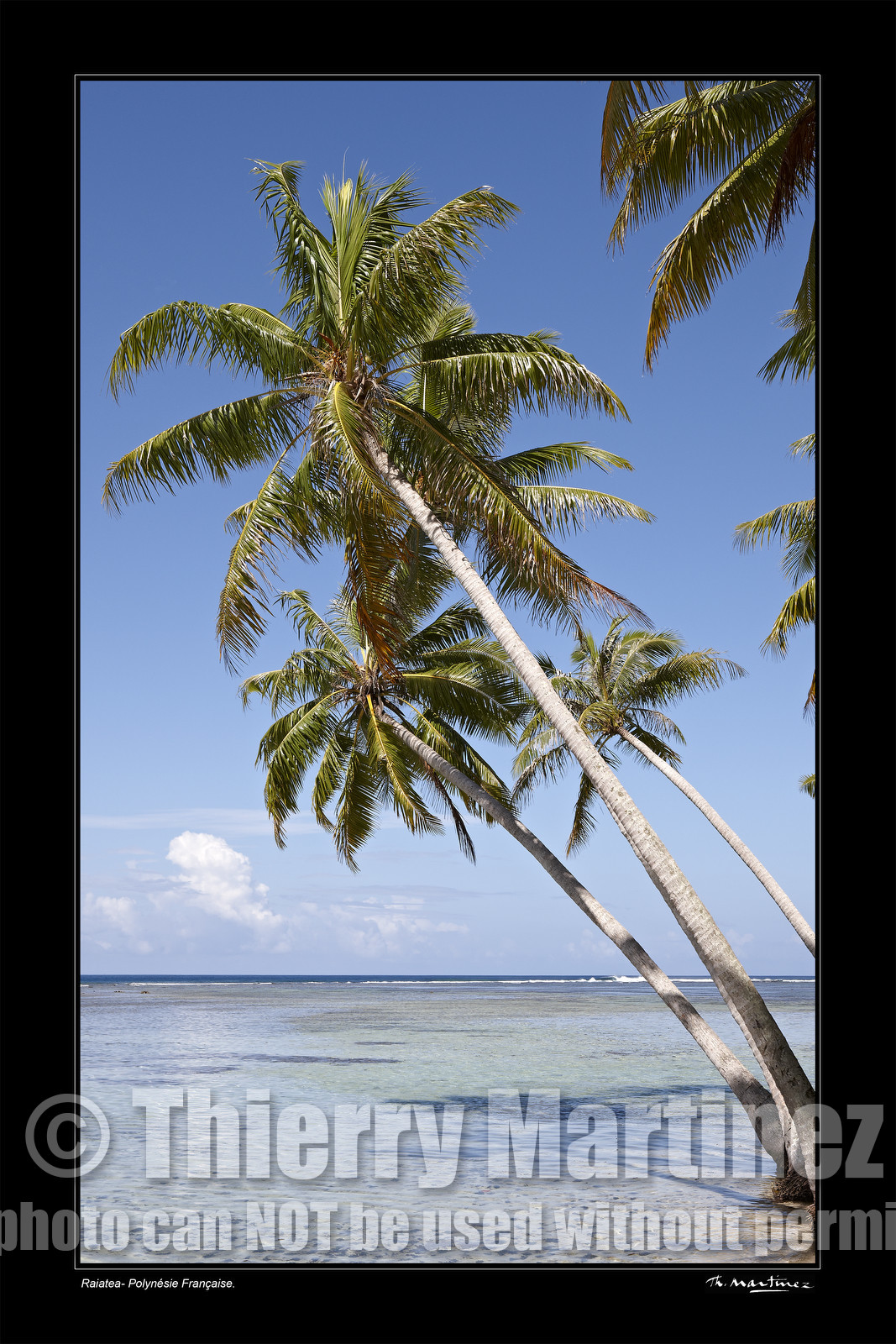 Photo disponible en tirage photo Fine Art,tirage original limités à 30 exemplaires.Chaque tirage est numéroté avec certificat d’authenticité signé.Pour choisir le format et support merci d'utiliser le caddie à coté de la photo.Formats disponibles : Tirage sur papier ( tirage seul) :  30x45 cm   40x60 cm  60x90 cm. Vous pouvez choisir le tirage avec un fond blanc ou noir , à votre convenance. Tirage sur papier contrecollé sur Dibond ( pas de bord blanc ou noir autour de l'image), avec système d'attache au dos:  30x45 cm   40x60 cm  50x75 cm  80x120cm.Tirage sur toile ( Canvas) monté sur chassis bois (pas de bord blanc ou noir autour de l'image), avec système d'attache au dos :  50x75 cm  80x120cm.Expédition ( Dans le monde entier): Colissimo (assurance) avec signature à réception. 48h pour la France métropolitaine.Il est possible de récupérer les tirages à La Galerie du Golfe (sans frais d'expèdition).Conditionnement tirages seuls: tube cylindrique renforcé + boite.