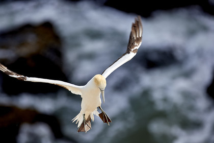 18_030400  ©ThMartinez Sea&Co.  MURIWAI BEACH - NORTH ISLAND. NEW ZEALAND . 11 March  2018. .Gannet ..