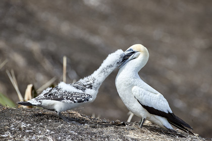 18_029992  ©ThMartinez Sea&Co.  MURIWAI BEACH - NORTH ISLAND. NEW ZEALAND . 11 March  2018. .Gannet ..