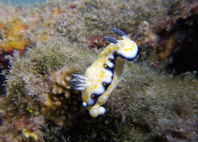 Diving in Maui HAWAII - USA . Jan 2007.
