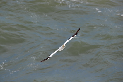 18_029131  ©ThMartinez Sea&Co.  MURIWAI BEACH - NORTH ISLAND. NEW ZEALAND . 11 March  2018. .Gannet ..