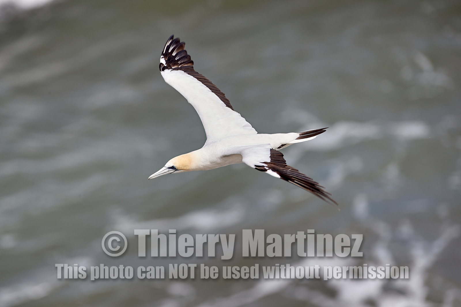 18_029144  ©ThMartinez Sea&Co.  MURIWAI BEACH - NORTH ISLAND. NEW ZEALAND . 11 March  2018. .Gannet ..