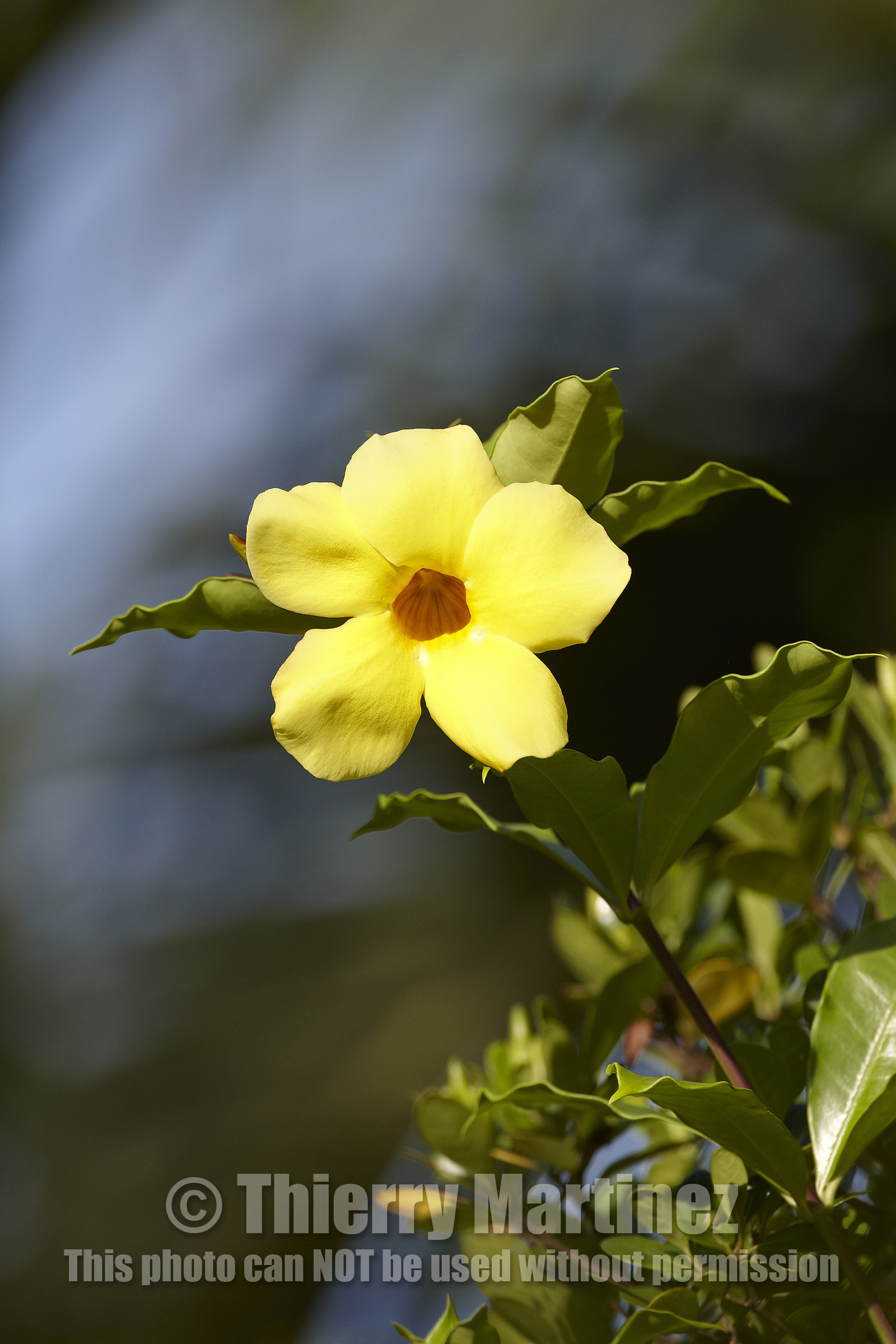 15_023491  ©ThMartinez Sea&Co.  HUAHINE - ILES SOUS LE VENT. POLYNESIE FRANCAISE . 31 January 2015. .Village de FARE.