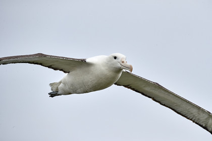 18_025531-Royal Alabtros