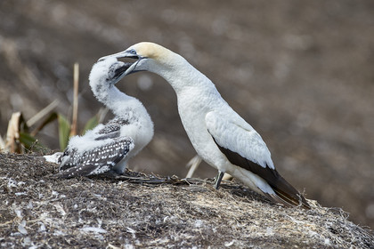 18_030056  ©ThMartinez Sea&Co.  MURIWAI BEACH - NORTH ISLAND. NEW ZEALAND . 11 March  2018. .Gannet ..