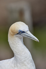18_029547  ©ThMartinez Sea&Co.  MURIWAI BEACH - NORTH ISLAND. NEW ZEALAND . 11 March  2018. .Gannet ..