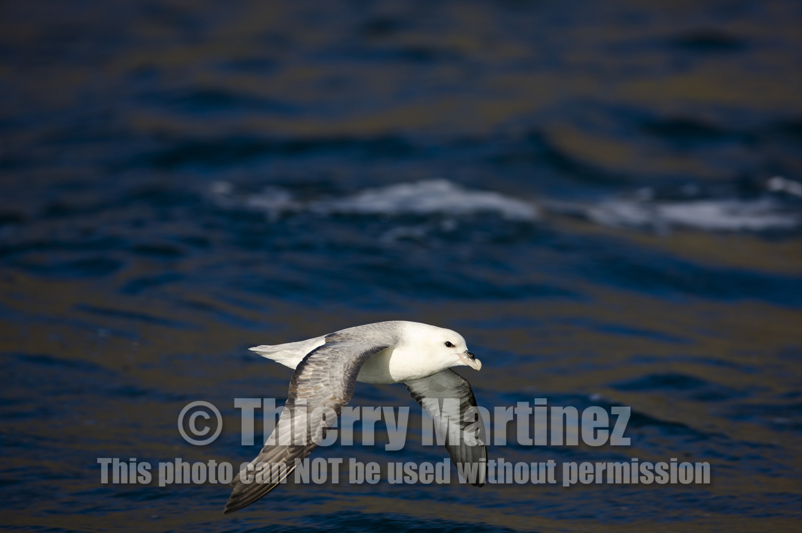 Schooner LA LOUISE sailing on west coast of Greenland.
