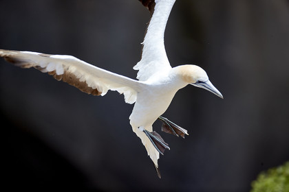 18_030232  ©ThMartinez Sea&Co.  MURIWAI BEACH - NORTH ISLAND. NEW ZEALAND . 11 March  2018. .Gannet ..