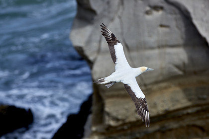 18_029447  ©ThMartinez Sea&Co.  MURIWAI BEACH - NORTH ISLAND. NEW ZEALAND . 11 March  2018. .Gannet ..