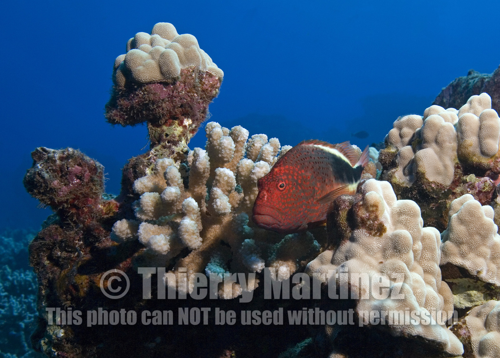 Diving in Maui HAWAII -USA . Jan 2007.
