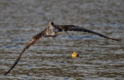 THM-18_043497_ZAPALLAR