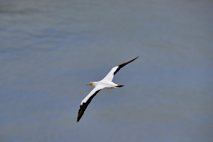 18_029091  ©ThMartinez Sea&Co.  MURIWAI BEACH - NORTH ISLAND. NEW ZEALAND . 11 March  2018. .Gannet ..