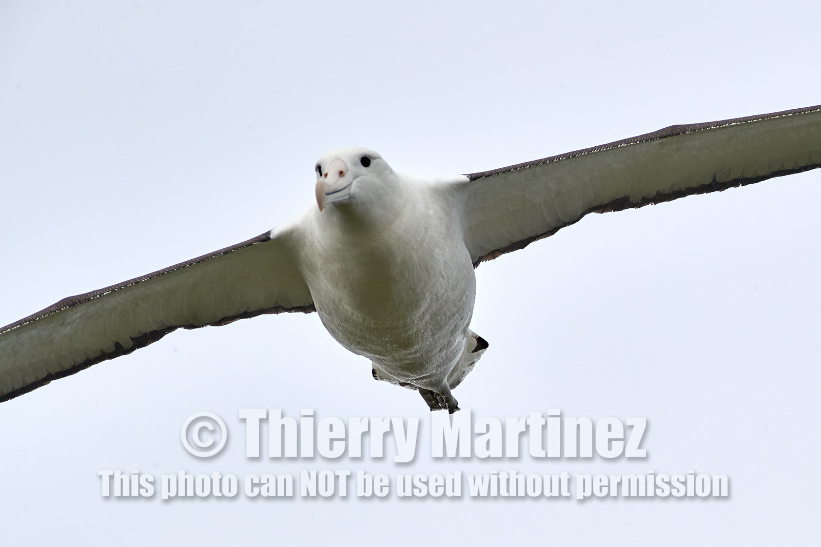 18_025217-Royal Alabtros