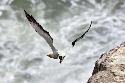 18_029695  ©ThMartinez Sea&Co.  MURIWAI BEACH - NORTH ISLAND. NEW ZEALAND . 11 March  2018. .Gannet ..
