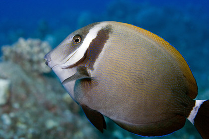 Diving in Maui HAWAII - USA . Jan 2007.