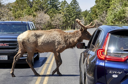 THM-18_058092-GRAND CANYON
