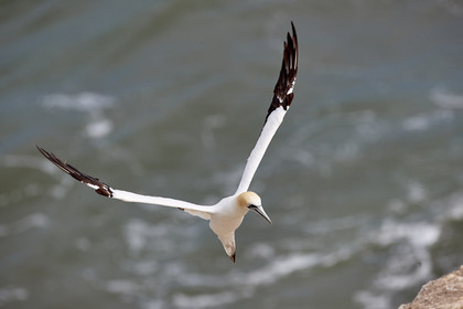 18_029412  ©ThMartinez Sea&Co.  MURIWAI BEACH - NORTH ISLAND. NEW ZEALAND . 11 March  2018. .Gannet ..