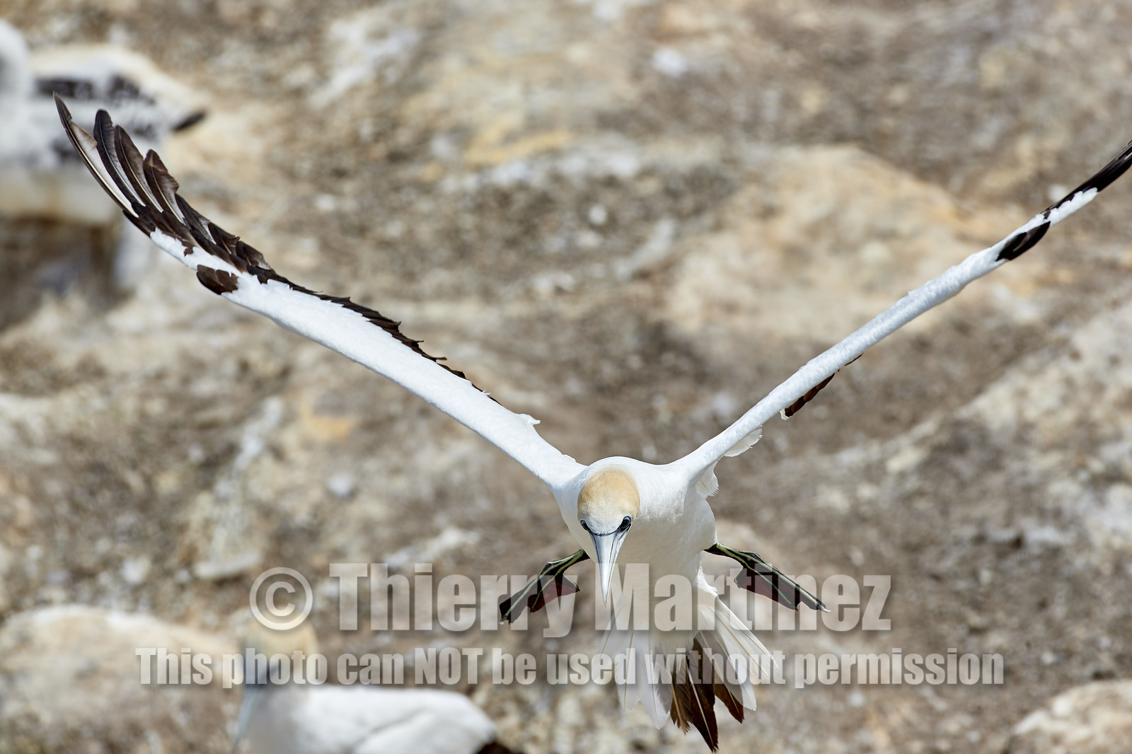 18_030469  ©ThMartinez Sea&Co.  MURIWAI BEACH - NORTH ISLAND. NEW ZEALAND . 11 March  2018. .Gannet ..