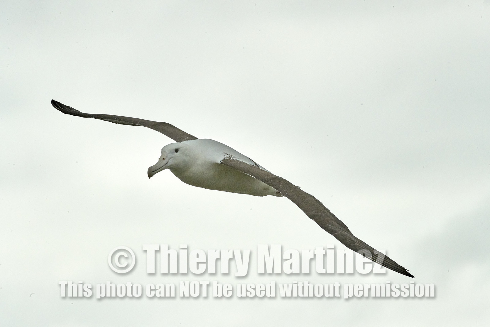 18_025664-Royal Alabtros